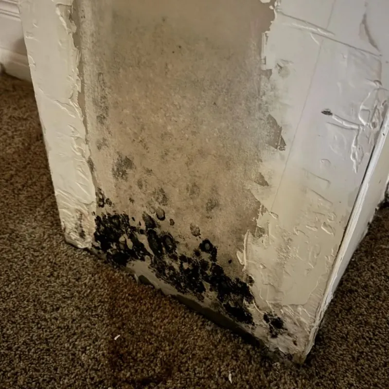 Professional Mold Removal in East Spencer, NC